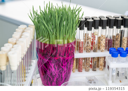 wheat sprouts sprouted in a transparent jar in soil, roots visible wheat sprouts sprouted in a transparent jar in soil, roots visible 119354315