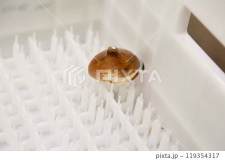 special boxes for forcing tulip bulbs on an industrial scale special boxes for forcing tulip bulbs on an industrial scale 119354317