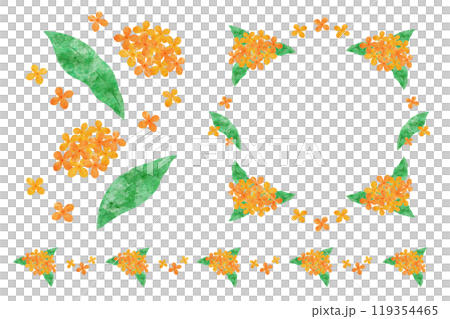 Osmanthus Osmanthus 119354465