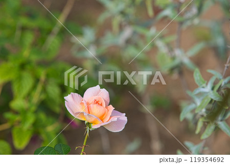 ゆりの里公園の秋 119354692