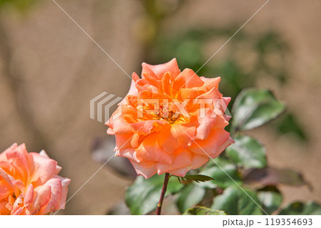 ゆりの里公園の秋 119354693