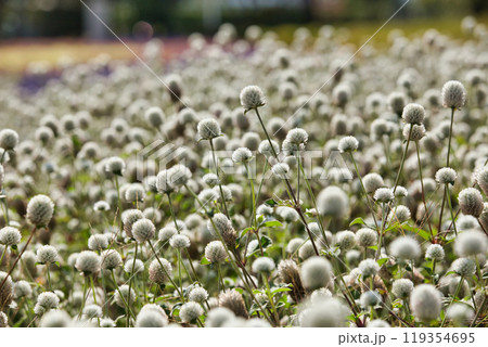 ゆりの里公園の秋 119354695