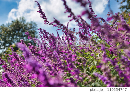 ゆりの里公園の秋 119354747