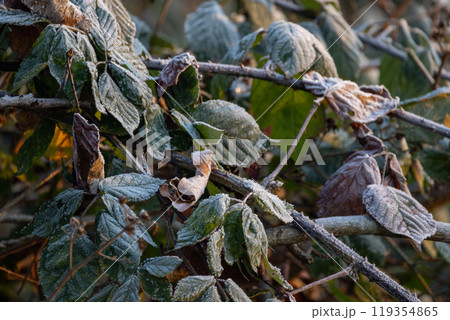 Frosted leaves positioned on branches, beautifully lit by the glorious morning light 119354865