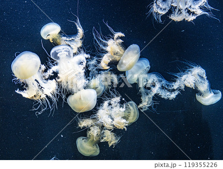 加茂水族館のクラゲ 119355226