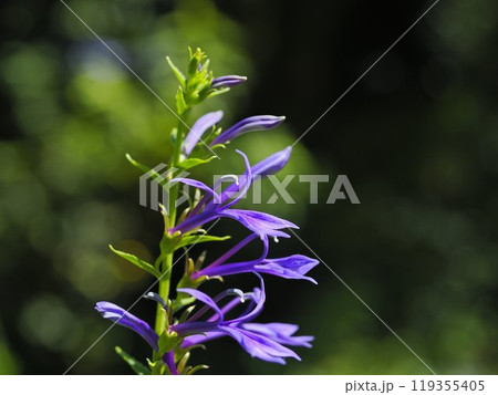 紫色のサワギキョウの花 紫色のサワギキョウの花 119355405