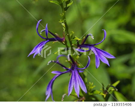 夏の庭に咲く紫色の花 夏の庭に咲く紫色の花 119355406