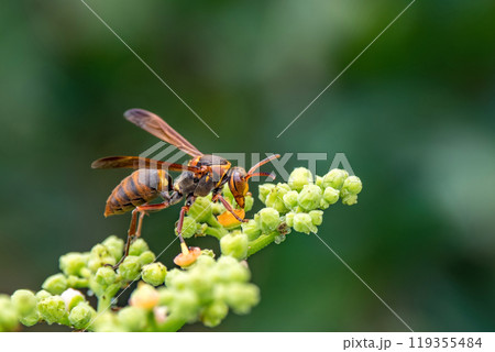 ヤブガラシの小さな花の蜜を吸うセグロアシナガバチ 119355484