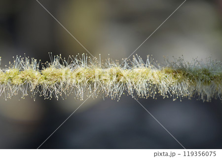 Sweet chestnut Marsol 119356075