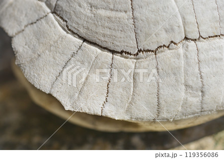 Mediterranean tortoise shell 119356086