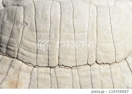 Mediterranean tortoise shell 119356087