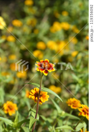 Mexican zinnia Mexican zinnia 119356092