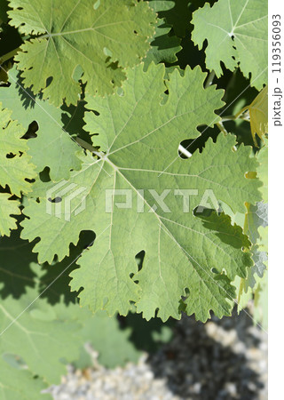 Plume poppy Plume poppy 119356093
