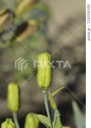 Rosthorns lily Rosthorns lily 119356100