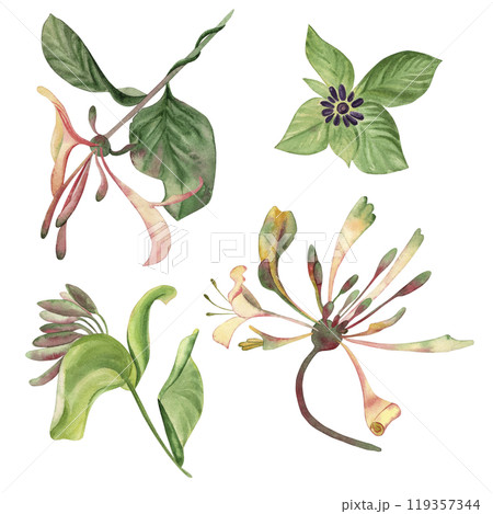Buds of the climbing plant cobaea in green, pink, lilac shades. A set of flowers is hand-painted with watercolors on a white background. For the design of postcards, invitations, wedding printing Buds of the climbing plant cobaea in green, pink, lilac shades. A set of flowers is hand-painted with watercolors on a white background. For the design of postcards, invitations, wedding printing 119357344