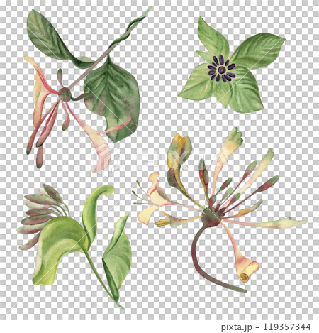 Buds of the climbing plant cobaea in green, pink, lilac shades. A set of flowers is hand-painted with watercolors on a white background. For the design of postcards, invitations, wedding printing Buds of the climbing plant cobaea in green, pink, lilac shades. A set of flowers is hand-painted with watercolors on a white background. For the design of postcards, invitations, wedding printing 119357344