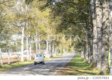 秋晴れの十勝牧場 白樺並木道と軽トラ 北海道音更町 秋晴れの十勝牧場 白樺並木道と軽トラ 北海道音更町 119357681