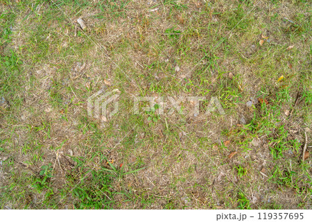 雑草と緑の草、草抜き作業前後の風景 119357695