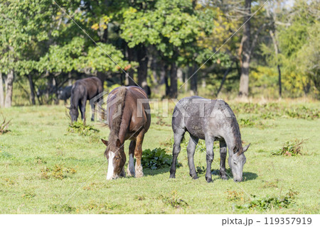 家畜改良センター十勝牧場に放牧された馬たち　北海道音更町 119357919