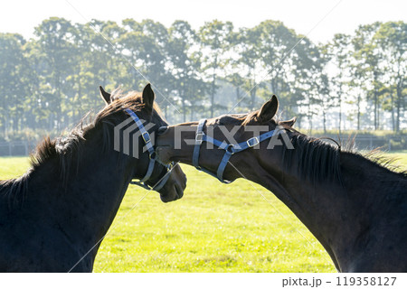 サラブレッド生産牧場 競走馬 仲良しの2頭 北海道 サラブレッド生産牧場 競走馬 仲良しの2頭 北海道 119358127