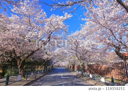 【埼玉県】快晴の長瀞の桜トンネル 【埼玉県】快晴の長瀞の桜トンネル 119358251