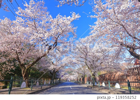 【埼玉県】快晴の長瀞の桜トンネル 【埼玉県】快晴の長瀞の桜トンネル 119358252