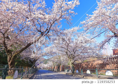 【埼玉県】快晴の長瀞の桜トンネル 119358253