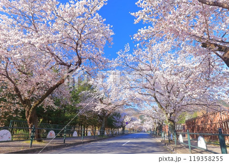 【埼玉県】快晴の長瀞の桜トンネル 【埼玉県】快晴の長瀞の桜トンネル 119358255