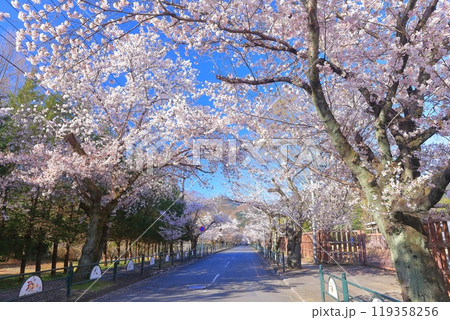 【埼玉県】快晴の長瀞の桜トンネル 119358256