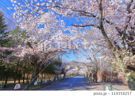 【埼玉県】快晴の長瀞の桜トンネル 【埼玉県】快晴の長瀞の桜トンネル 119358257