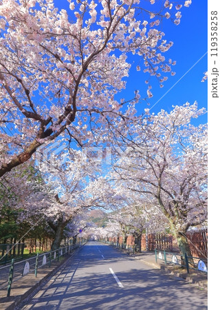 【埼玉県】快晴の長瀞の桜トンネル 【埼玉県】快晴の長瀞の桜トンネル 119358258