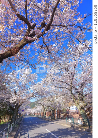 【埼玉県】快晴の長瀞の桜トンネル 【埼玉県】快晴の長瀞の桜トンネル 119358259
