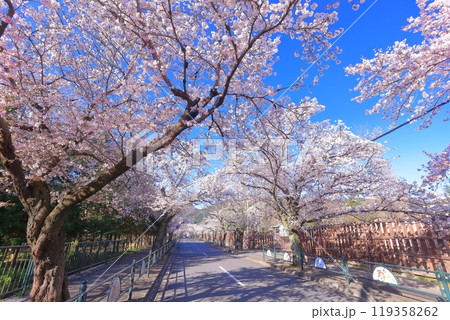 【埼玉県】快晴の長瀞の桜トンネル 【埼玉県】快晴の長瀞の桜トンネル 119358262