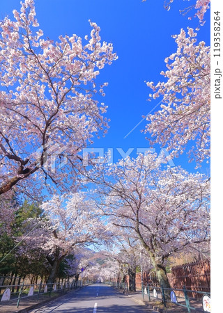 【埼玉県】快晴の長瀞の桜トンネル 【埼玉県】快晴の長瀞の桜トンネル 119358264