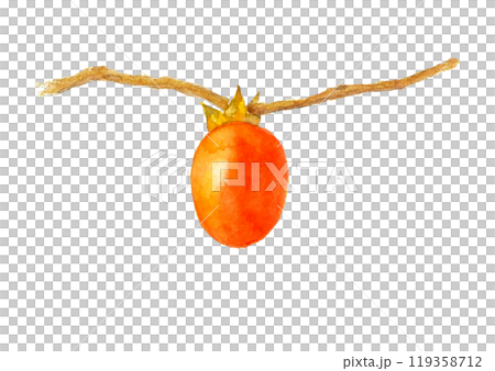 水彩で描いた柿【手描き】白バック 透過背景 コピースペースあり 水彩で描いた柿【手描き】白バック 透過背景 コピースペースあり 119358712