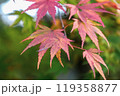 紅葉し始めたイロハモミジ 119358877