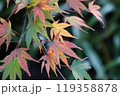 紅葉し始めたイロハモミジ 119358878