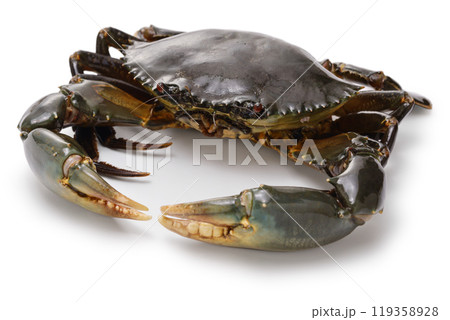 ドウマンガニ 119358928