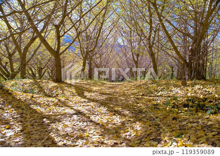 イチョウ園 イチョウ園 119359089