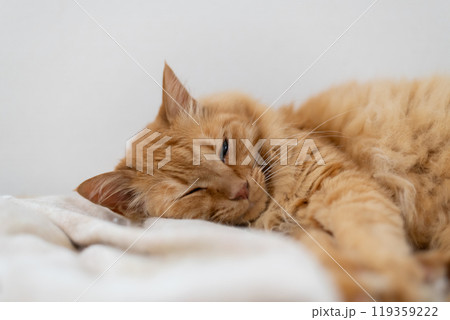 部屋の中でくつろぐ猫　茶トラ猫 119359222