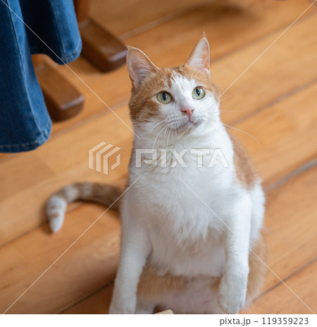室内で見上げる可愛い猫　茶トラ白 119359223