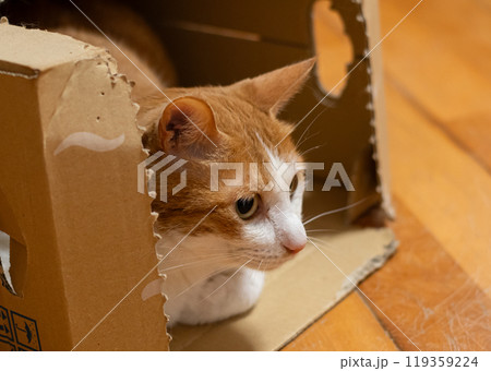 ダンボール箱に入った猫　茶トラ白 119359224
