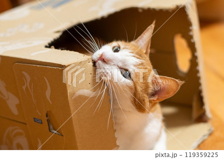 ダンボール箱に入った猫　茶トラ白 119359225