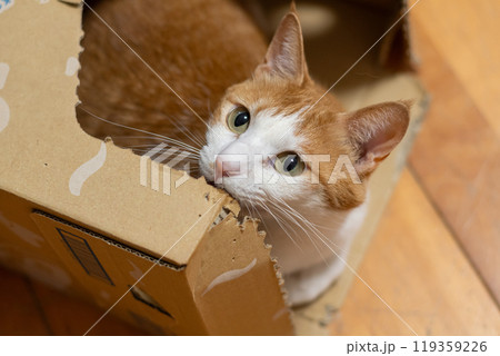 ダンボール箱に入った猫　茶トラ白 119359226