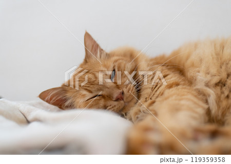 部屋の中でくつろぐ猫　茶トラ猫 119359358