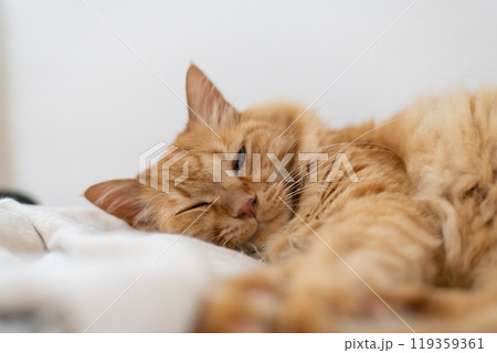 部屋の中でくつろぐ猫 茶トラ猫 部屋の中でくつろぐ猫 茶トラ猫 119359361