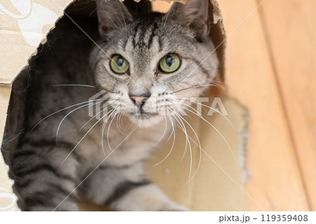 ダンボール箱に入った猫 サバトラ猫 ダンボール箱に入った猫 サバトラ猫 119359408