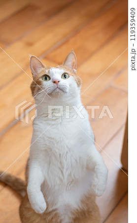 立ち上がる可愛い猫 茶トラ白 立ち上がる可愛い猫 茶トラ白 119359409