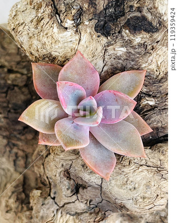 Succulent Graptoveria Douglas Huth on old wooden background Succulent Graptoveria Douglas Huth on old wooden background 119359424