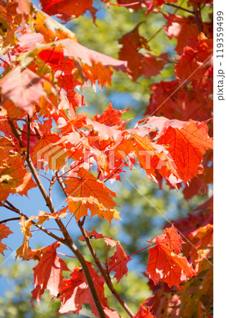 Autumn leaves in sky as background. Selective focus. Fall pattern. Autumn leaves in sky as background. Selective focus. Fall pattern. 119359499